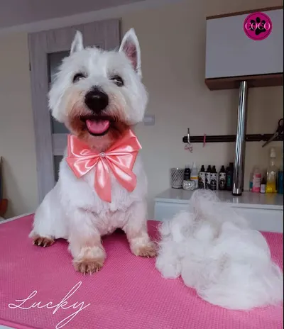 COCO Salon Pielęgnacji Zwierząt